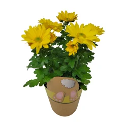 Chrysanthemum, Potted In Designer Planter, 4.5"