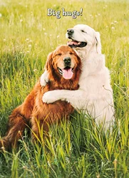 Avanti Birthday Card - Golden Retriever Friends