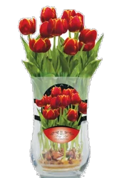 C 7" Cylinder Vase W/Tulips