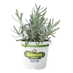 Bonnie Plants 5" Premium Lavendar