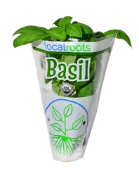 Local Roots Potted Organic Basil