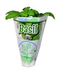 Local Roots Potted Organic Basil