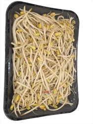 Main Plu Scale Sprouts- Bean