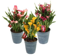 The Pinery Calla Lily Flowering Plant - Assorted, 6 in
