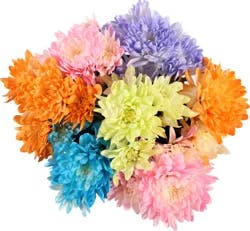 Tinted Pompoms Bunch