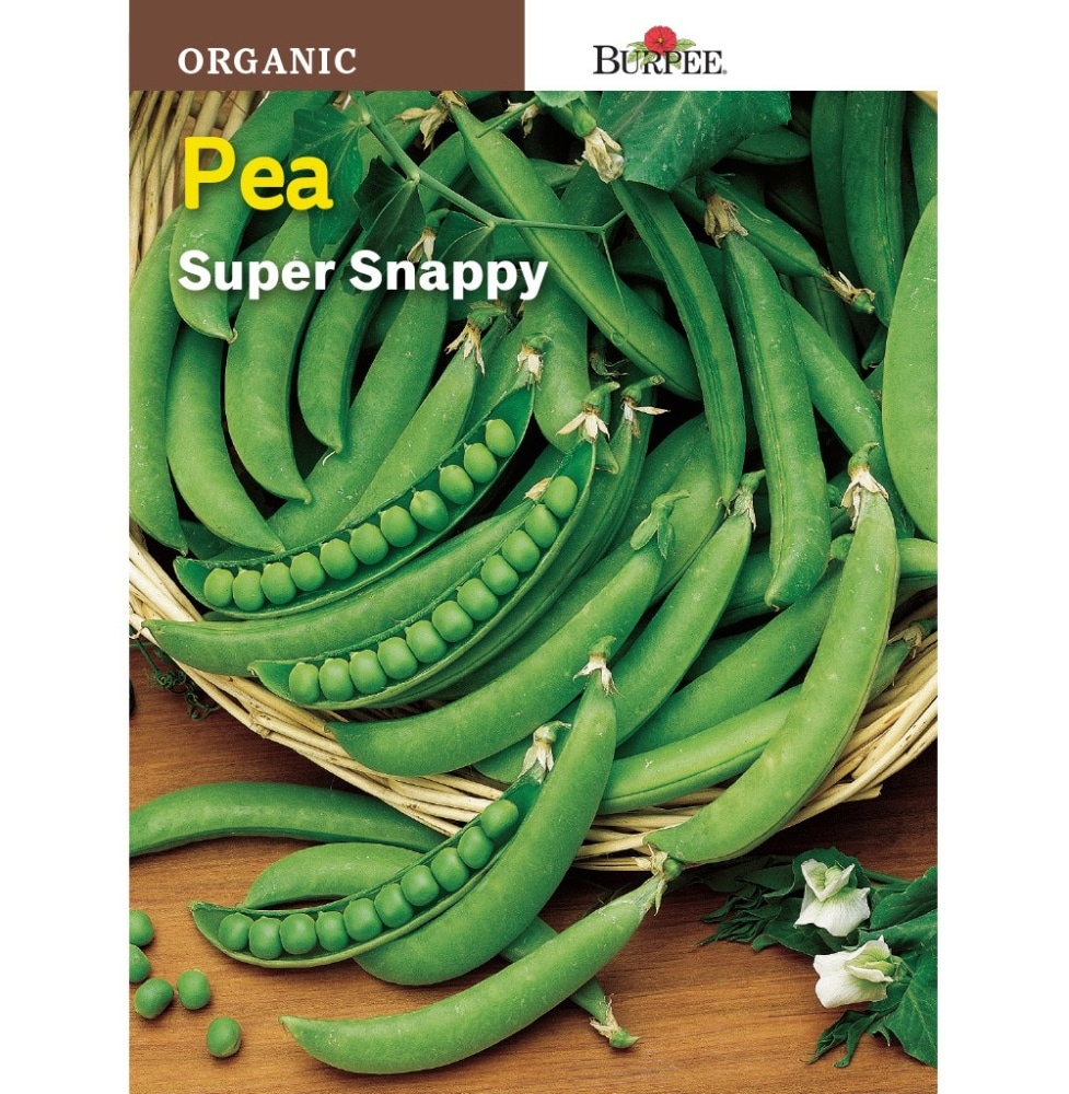 slide 1 of 1, Burpee Super Snappy Organic Pea Seeds - Green, 1 ct