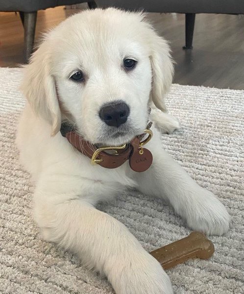 slide 4 of 10, Nylabone Classic Puppy Chew Flavored Durable Dog Chew Toy Chicken & Peanut Butter Bone X-Small/Petite - Up to 15 lbs.(2 Count), 1 ct