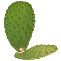 Cactus Leaves - 30s