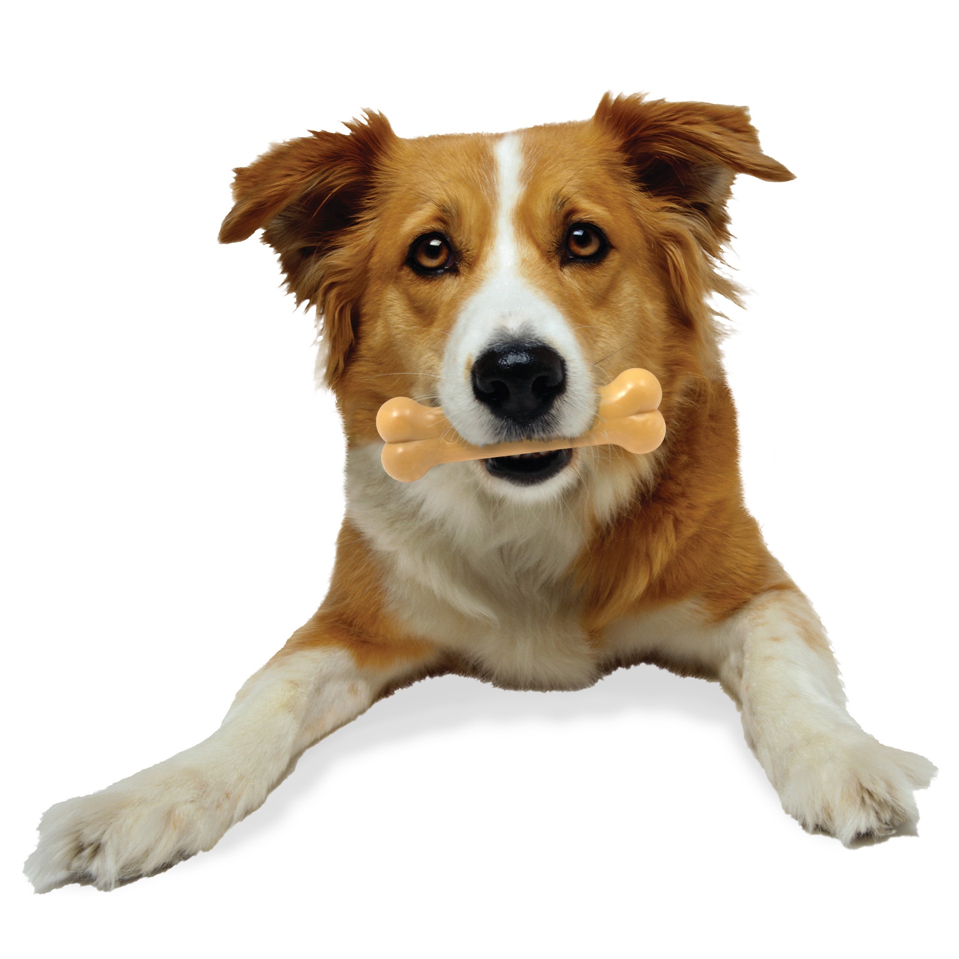 slide 7 of 10, Nylabone Power Chew Dog Toy Peanut Butter Medium/Wolf - Up to 35 lbs.(1 Count), 1 ct