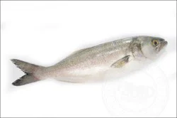 Fish-Whole Blue Fish - Small