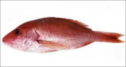 Fish-Whole Red Snapper - Large