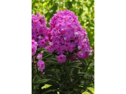 Tall Garden Phlox