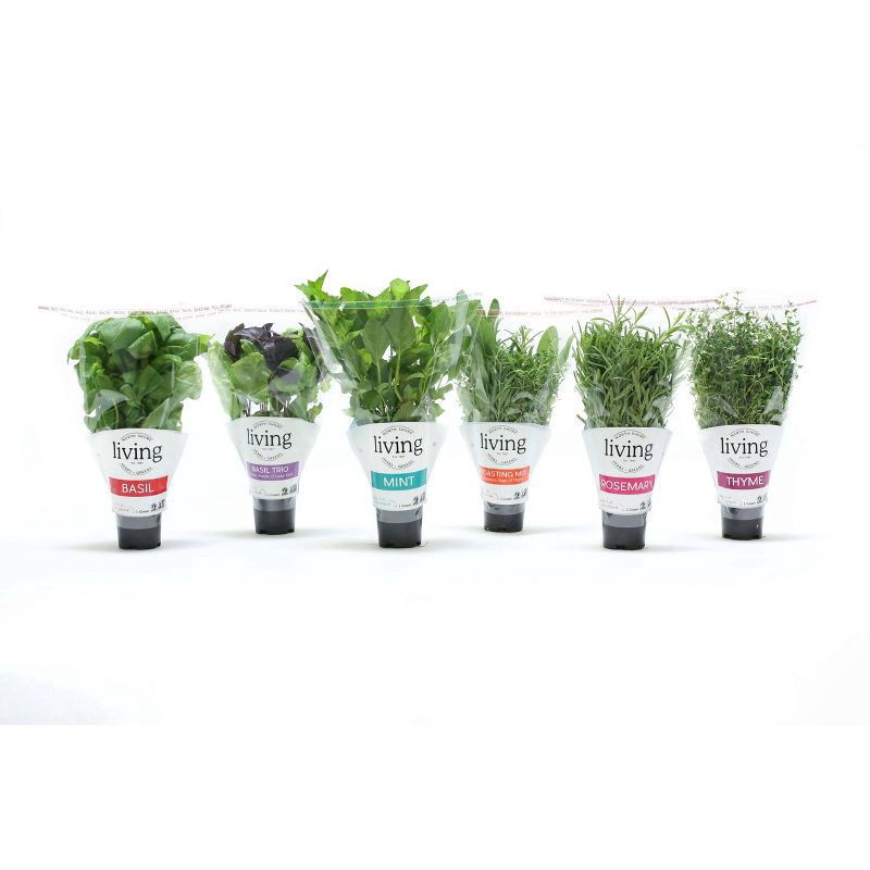 slide 2 of 3, North Shore Living Thyme, 1 ct