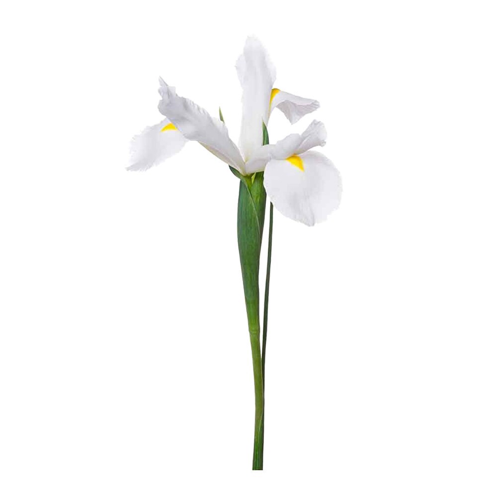 slide 4 of 4, Iris, 5 ct