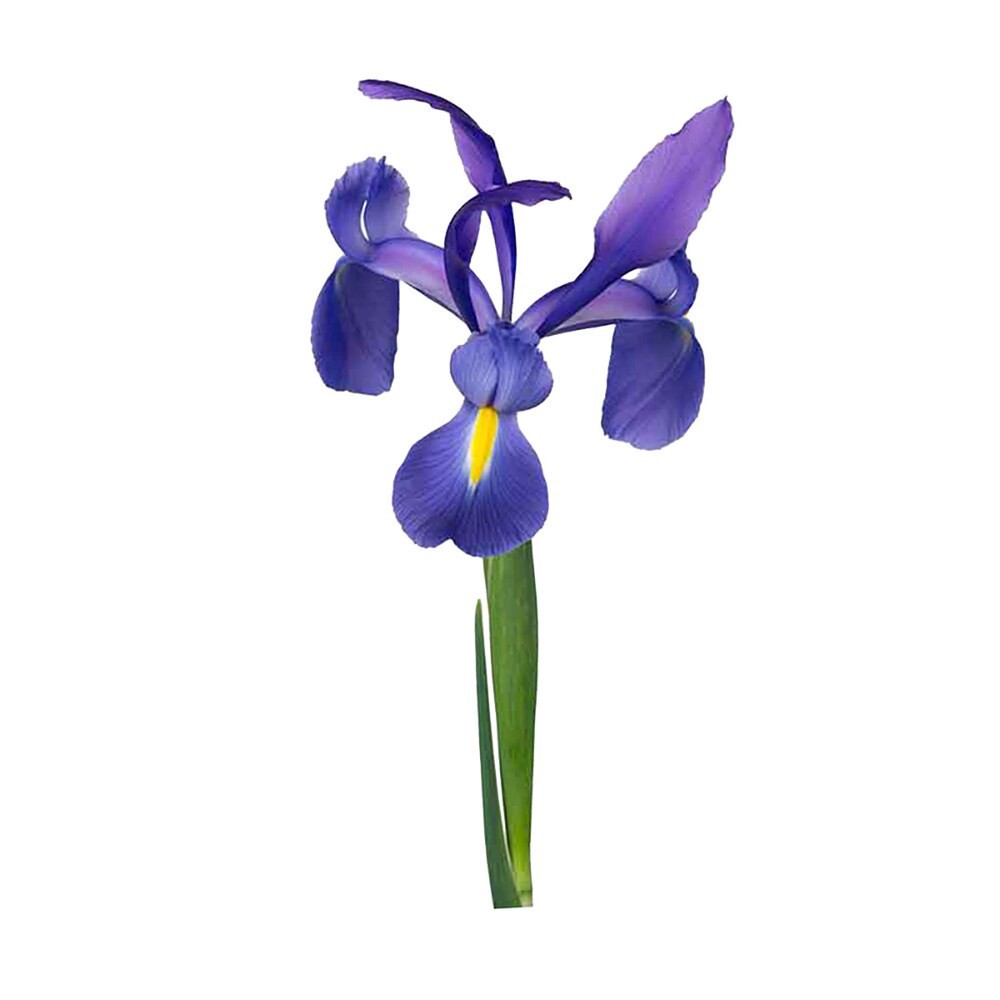slide 3 of 4, Iris, 5 ct