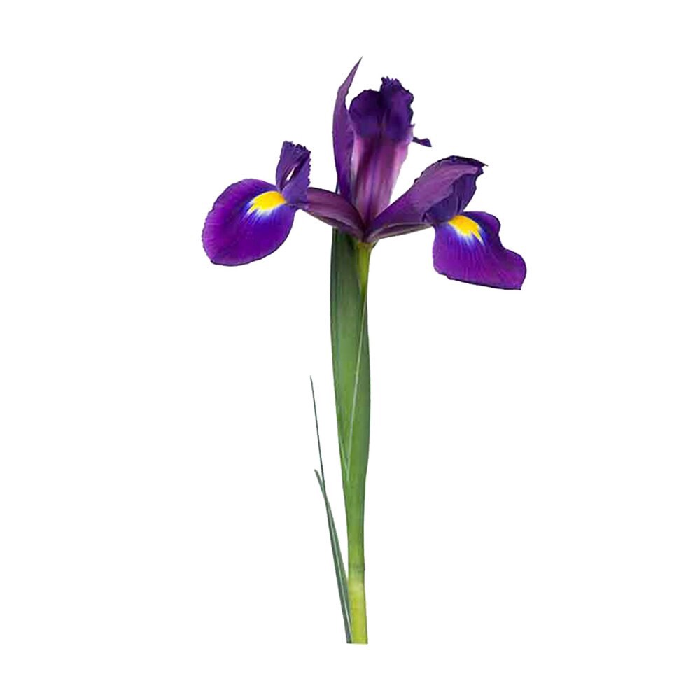 slide 2 of 4, Iris, 5 ct
