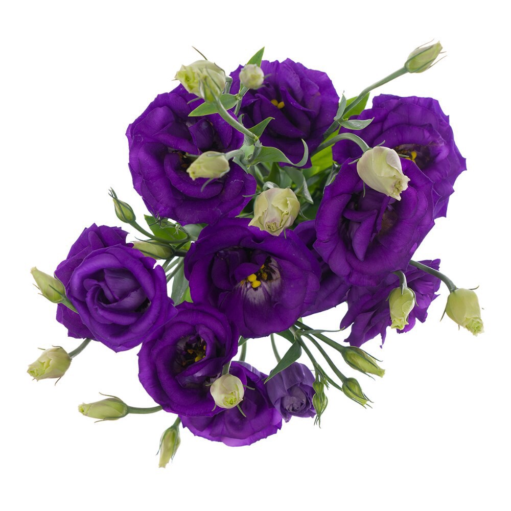 slide 5 of 5, Lisianthus, 5 ct