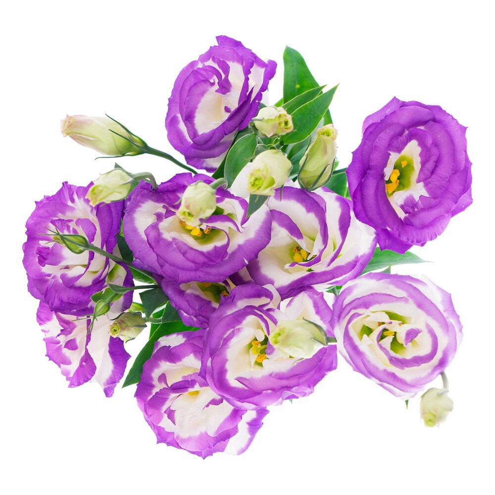 slide 4 of 5, Lisianthus, 5 ct