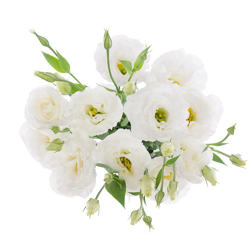 slide 3 of 5, Lisianthus, 5 ct