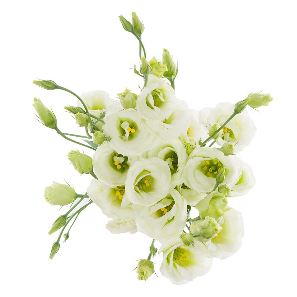 slide 2 of 5, Lisianthus, 5 ct