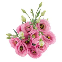 Lisianthus