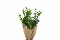 Rose Bouquet With Greenery