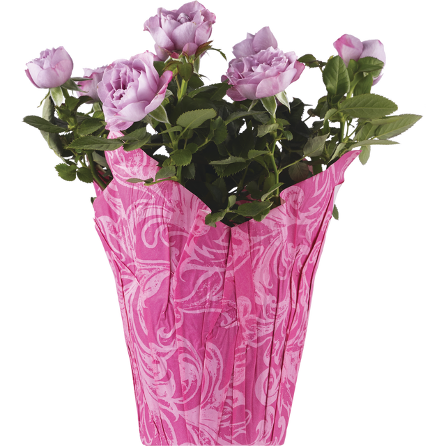 slide 1 of 1, PROCACCI BROTHERS Mini Rose In Patriotic, Mini Size