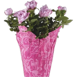 PROCACCI BROTHERS Mini Rose In Patriotic