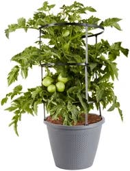 Bonnie Plants Early Girl Tomato Cage, Live Plant