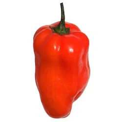 Fresh Habanero Peppers