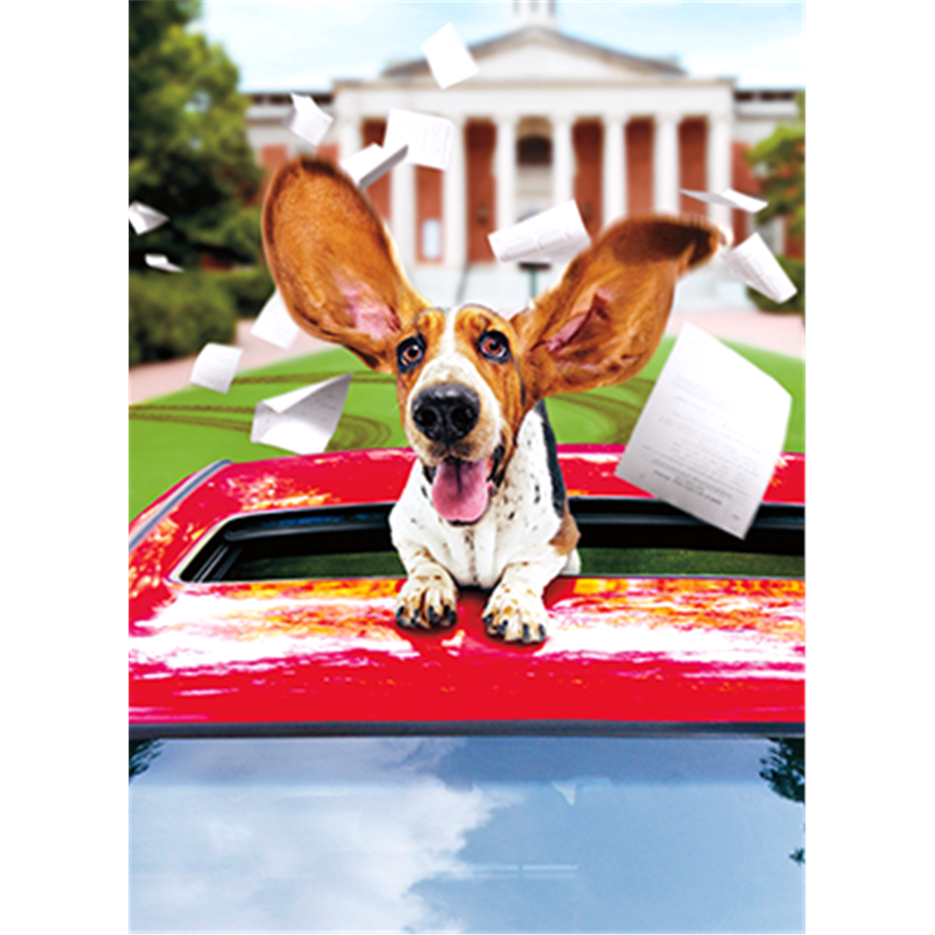 slide 1 of 1, Avanti Card Graduation Basset Hound In Limo, 1 ct