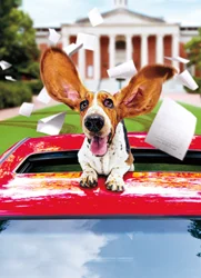 Avanti Graduation Card Basset Hound In Limo