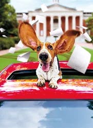 Avanti Graduation Card Basset Hound In Limo