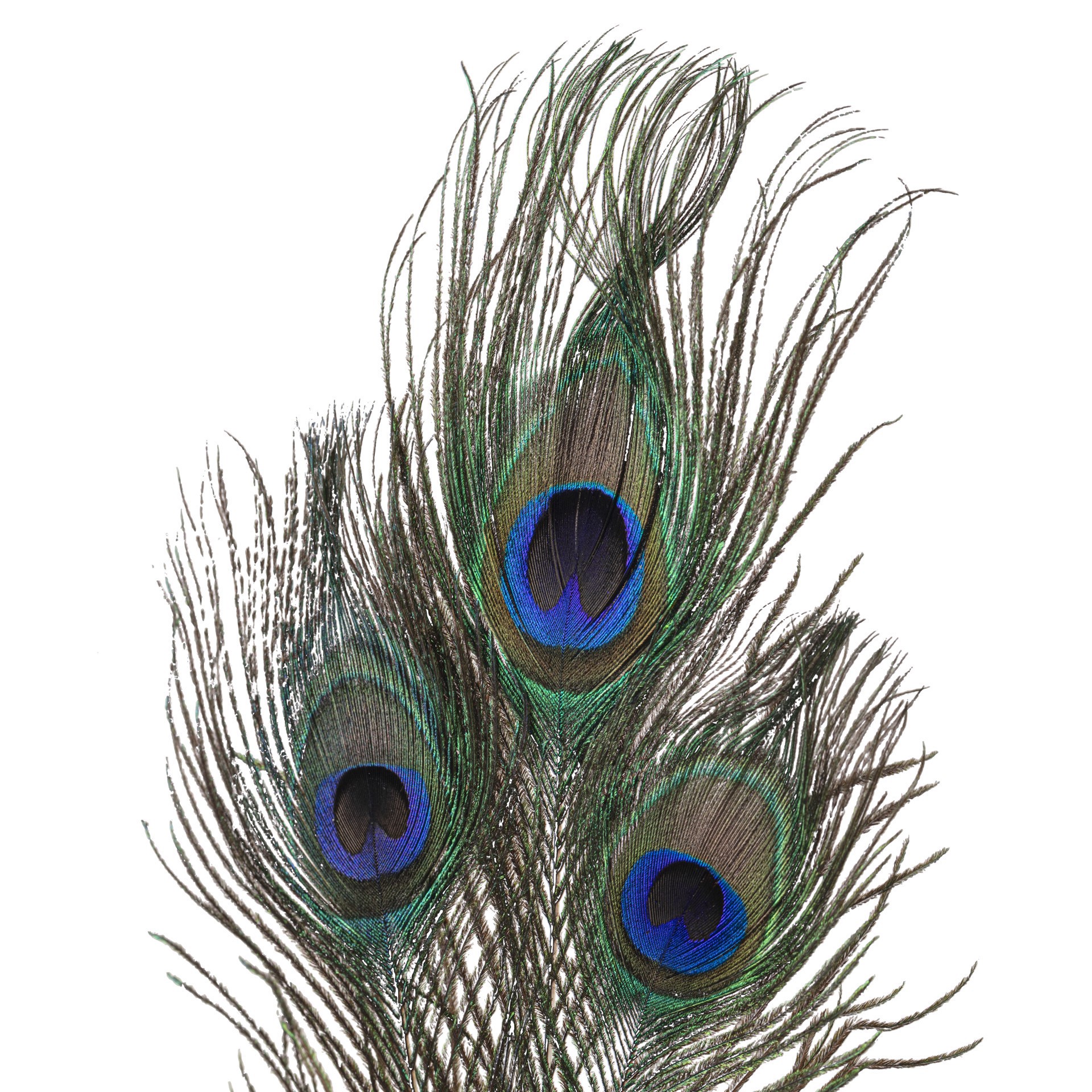 slide 3 of 4, Peacock Feather Picks By Ashland, 23 in
