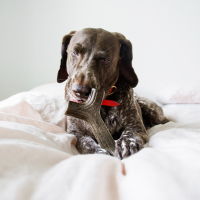 slide 15 of 19, LumaBone The Stick Medium Durable Chew 1 ea, 1 ct