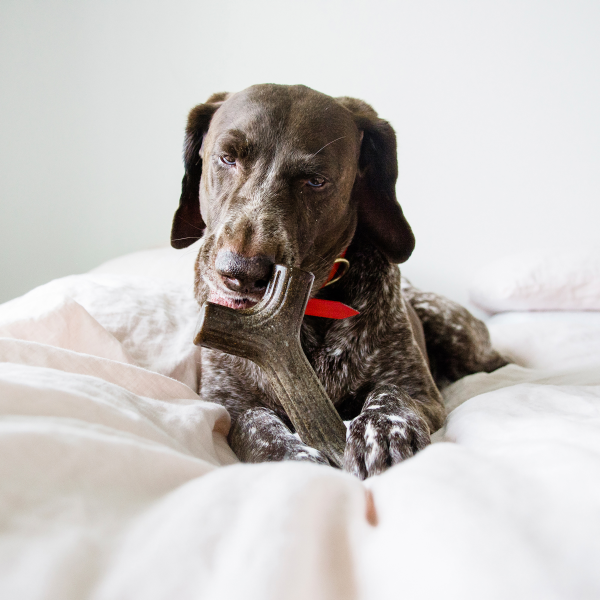 slide 10 of 19, LumaBone The Stick Medium Durable Chew 1 ea, 1 ct