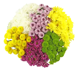 Bloom Haus Pom Bunch Assorted Colors, 6 stem