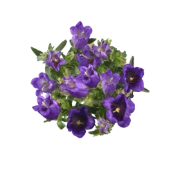 Campanula Fresh Flower Bunch, 1 ct