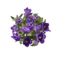 Campanula Fresh Flower Bunch, 1 ct
