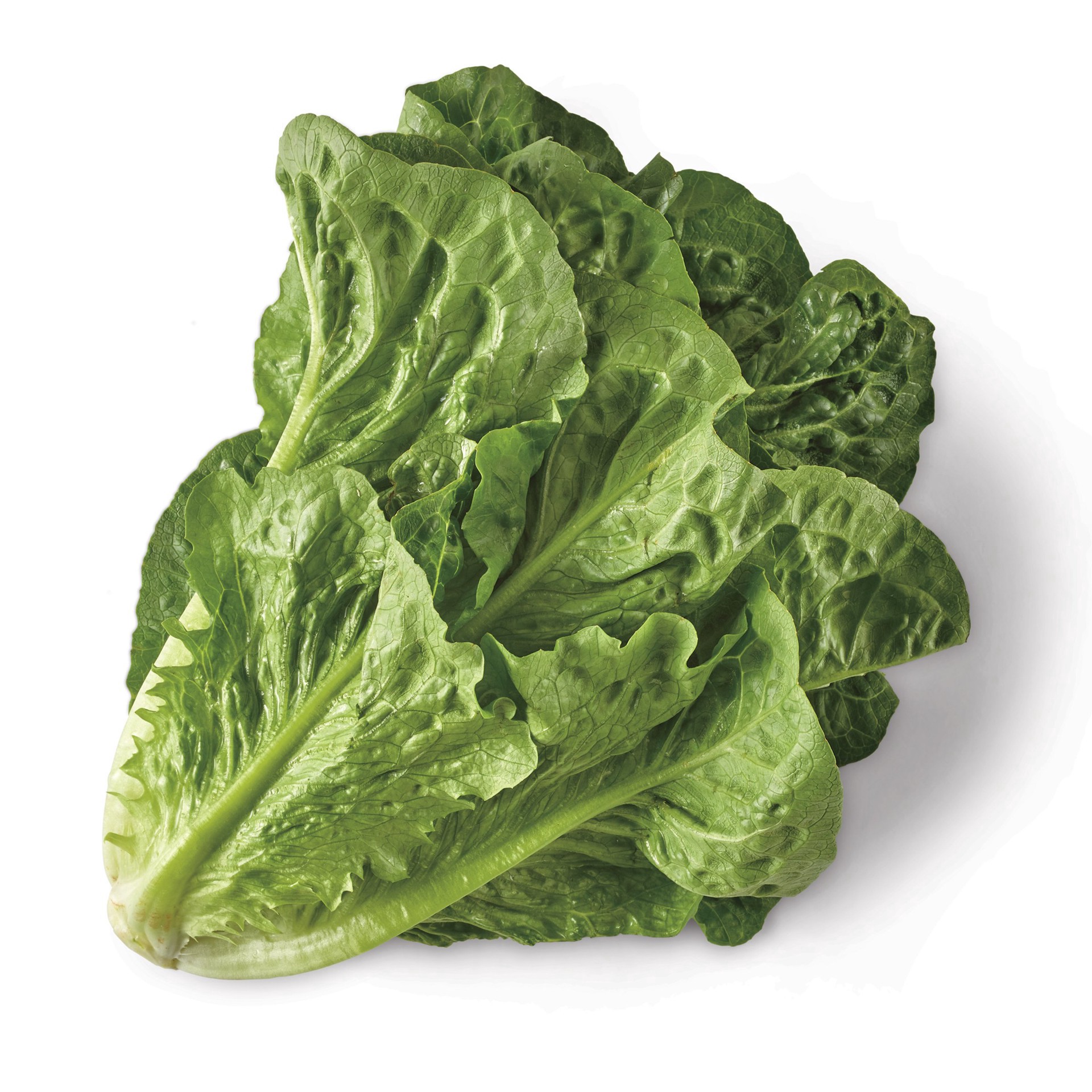 slide 1 of 1, Romaine Lettuce, 1 ct