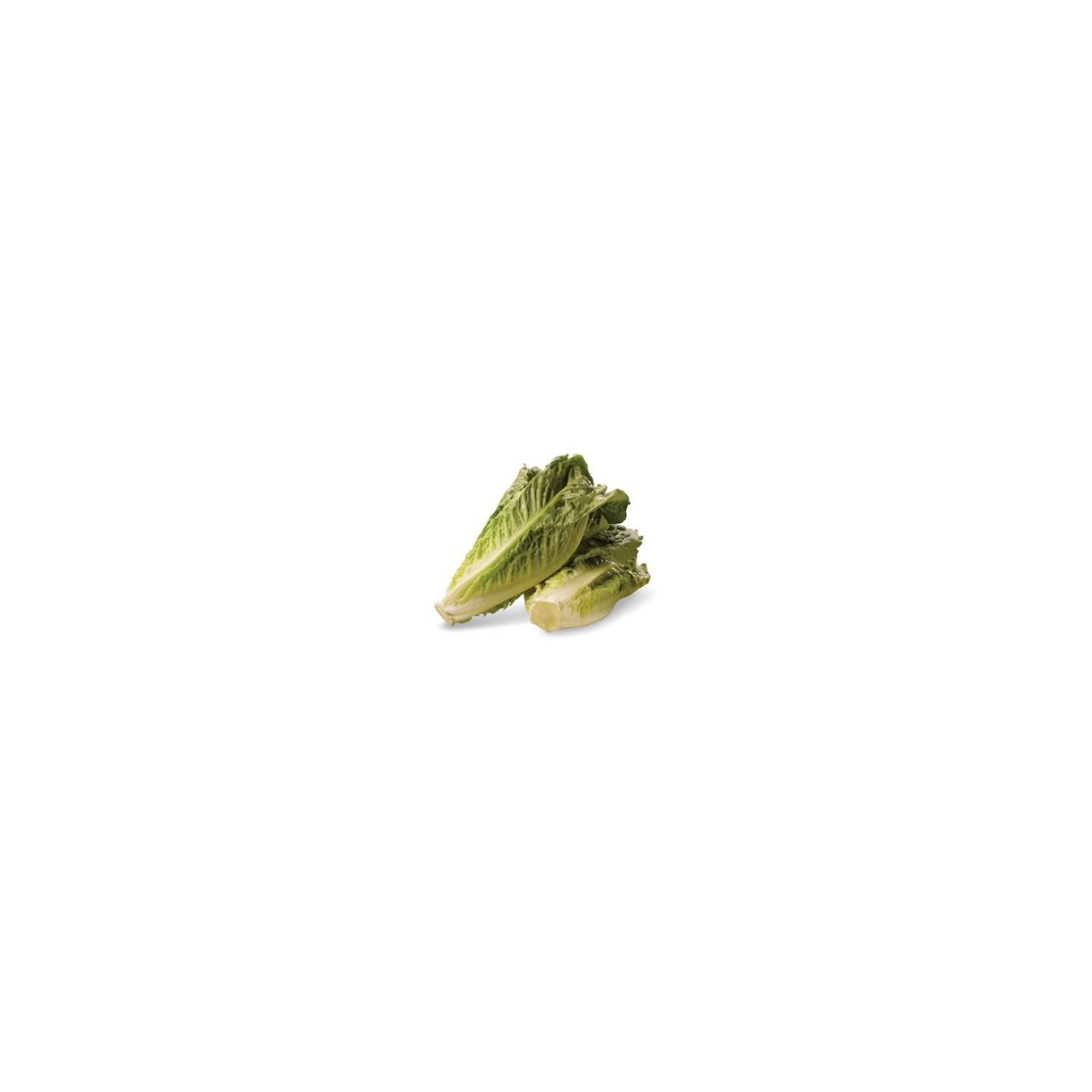 slide 1 of 1, Romaine Lettuce, 1 ct