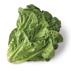 Romaine Lettuce