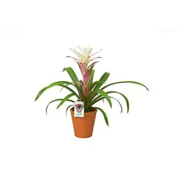5" Bromeliad In Clay Pot