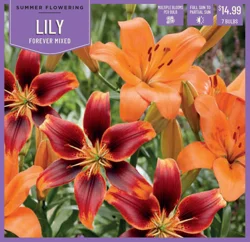 Lily Forever Mix - 7 ct