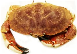 Shell Fish-Crab Live Rock Crab