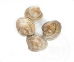 Shell Fish-Clam Little Neck Clam