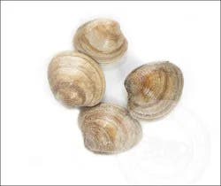 Shell Fish-Clam Little Neck Clam