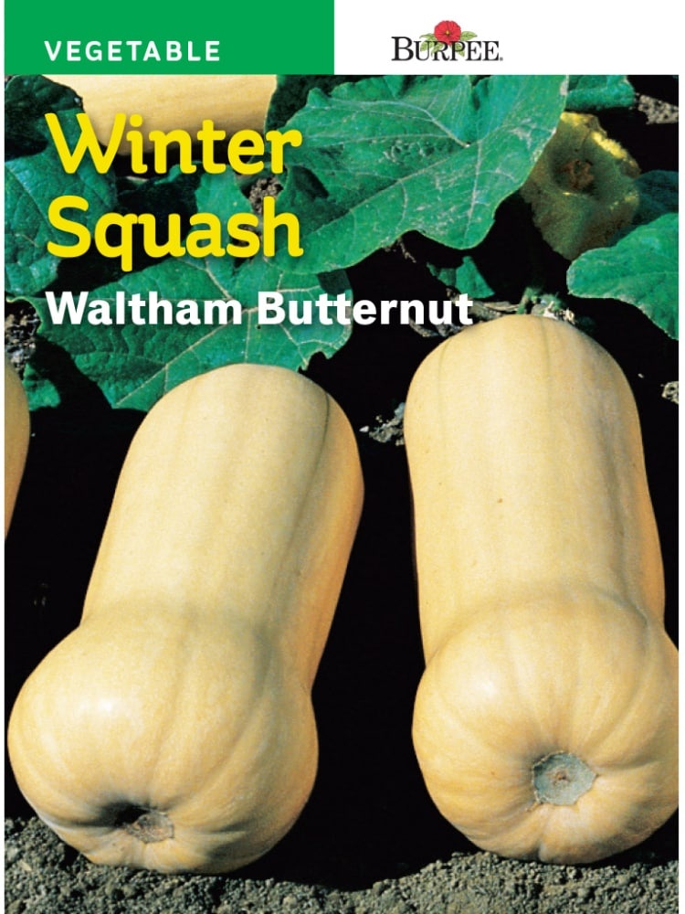 slide 1 of 1, Burpee Waltham Winter Butternut Squash Seeds, 1 ct