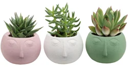 Succulent Serene Face Ceramic