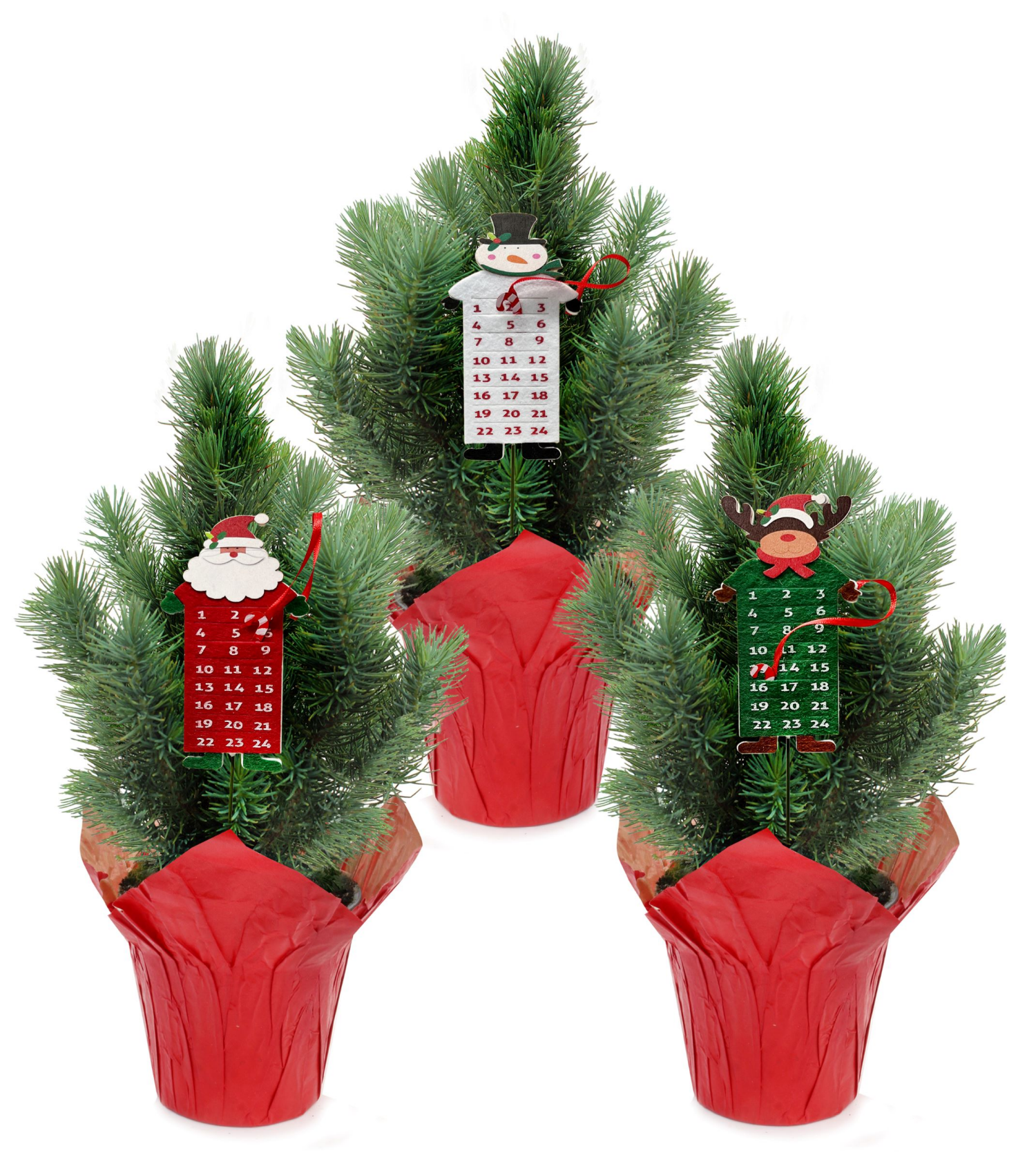 slide 1 of 1, Italian Pine with Advent Pick, 4", 4 in